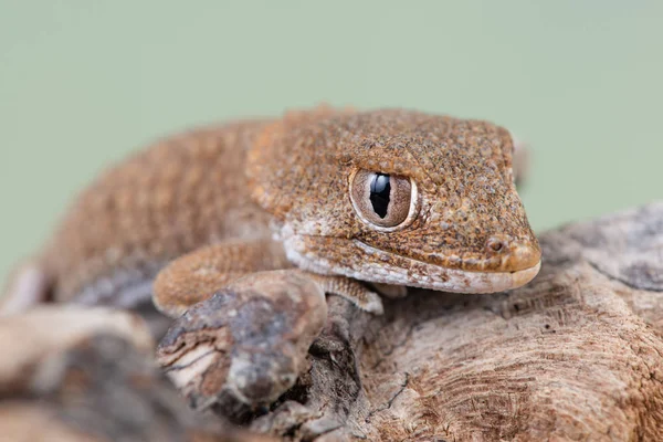 Gecko Cabeça Elástica Tarentola Chazaliae Membro Família Gecko Nativo Costa — Fotografia de Stock