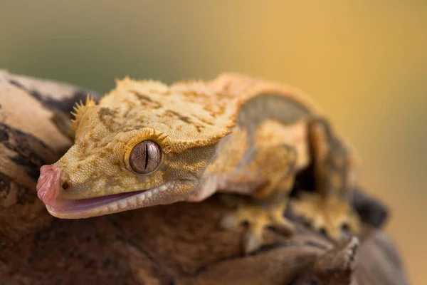 Den Veckade Gecko Eller Ögonfrans Gecko Correlophus Ciliatus Art Gecko Royaltyfria Stockfoton