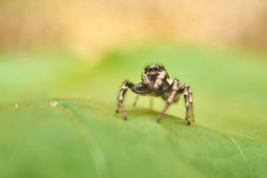 Küçük zıplayan örümcek, makro