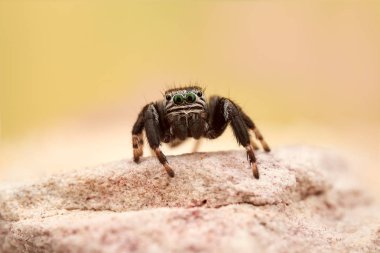 Küçük zıplayan örümcek, makro