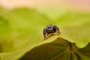Küçük zıplayan örümcek, makro