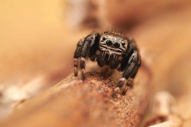Küçük zıplayan örümcek, makro