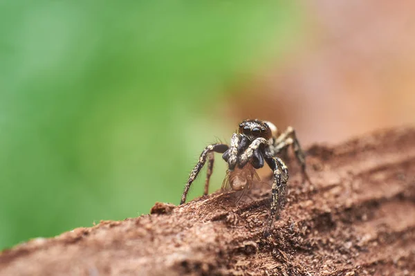 Petite Araignée Sauteuse Macro — Photo
