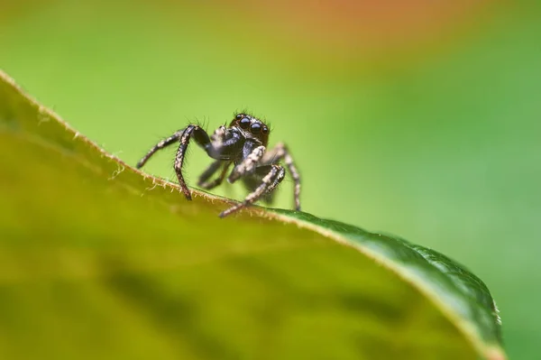 Küçük Zıplayan Örümcek Makro — Stok fotoğraf