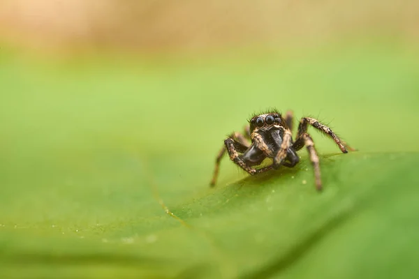 Kleine Springende Spin Macro — Stockfoto