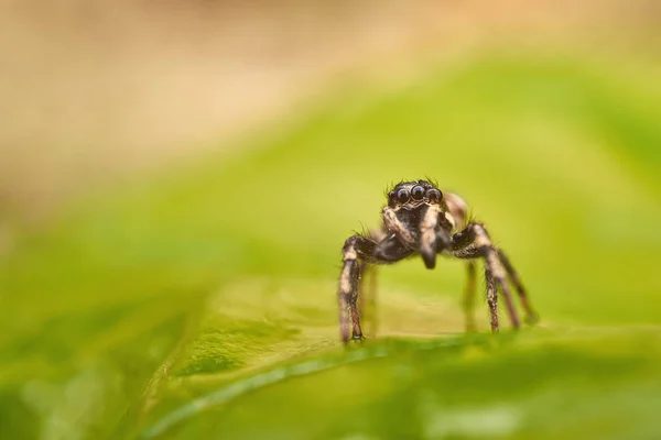 Μικρή Αράχνη Άλμα Μακροεντολή — Φωτογραφία Αρχείου