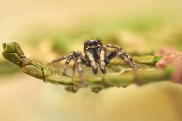 Pequena Aranha Saltitante Macro — Fotografia de Stock