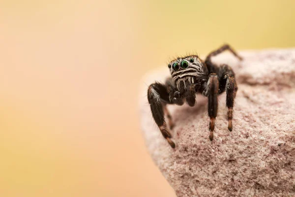 Mały Pajączek Skokowy Makro — Zdjęcie stockowe