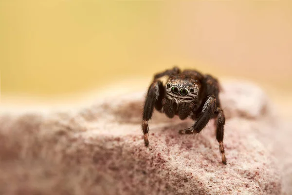 Küçük Zıplayan Örümcek Makro — Stok fotoğraf