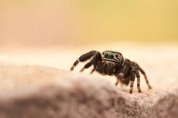 Pequena Aranha Saltitante Macro — Fotografia de Stock