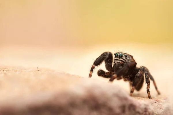 Pequena Aranha Saltitante Macro — Fotografia de Stock