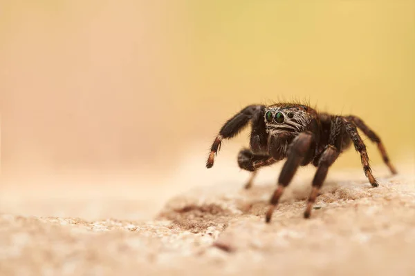 Pequena Aranha Saltitante Macro — Fotografia de Stock