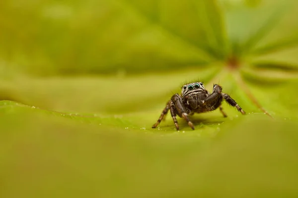 Araña Saltadora Macro — Foto de Stock
