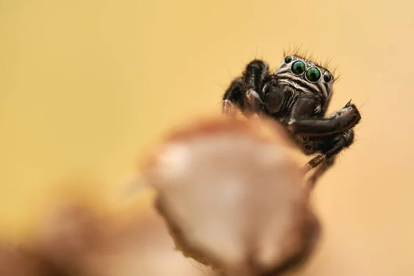 Araña Saltadora Macro —  Fotos de Stock