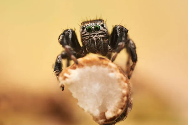 Araña Saltadora Macro —  Fotos de Stock