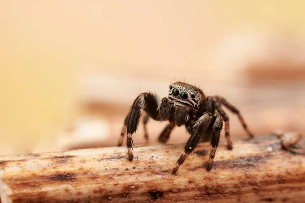 Pequena Aranha Saltitante Macro — Fotografia de Stock