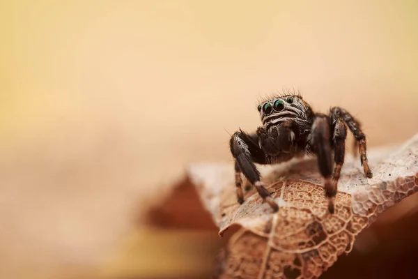 Pequena Aranha Saltitante Macro — Fotografia de Stock