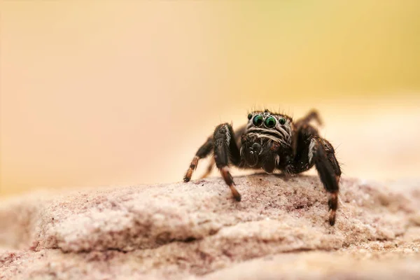 Araña Saltadora Macro — Foto de Stock