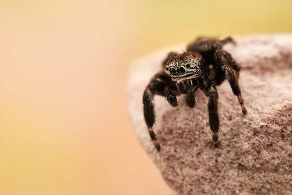 Araña Saltadora Macro — Foto de Stock