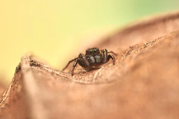 Pequena Aranha Saltitante Macro — Fotografia de Stock