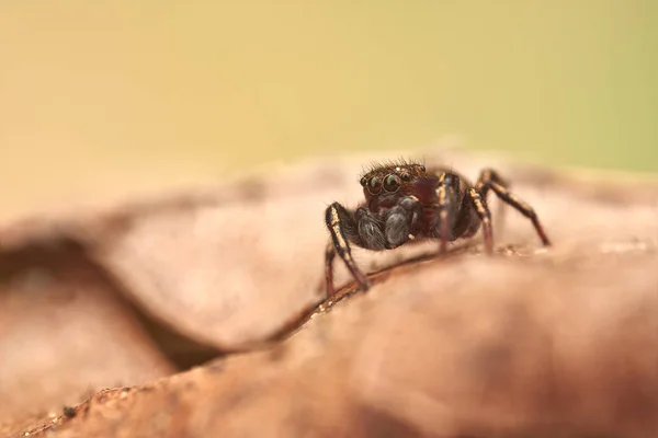 Küçük Zıplayan Örümcek Makro — Stok fotoğraf