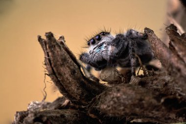 Phidippus Rejimi zıplayan bir örümcek