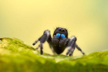Phidippus Rejimi zıplayan bir örümcek