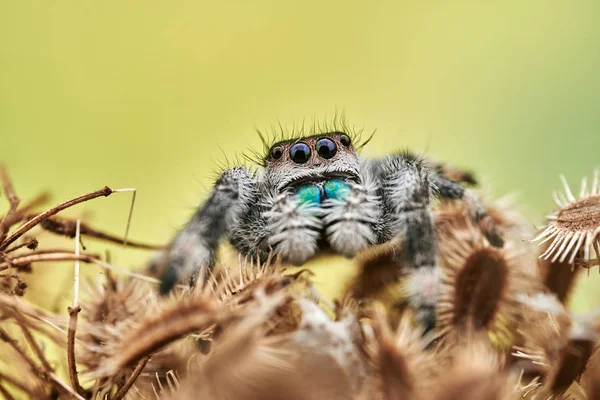 Phidippus Regius Eine Springende Spinne — Stockfoto