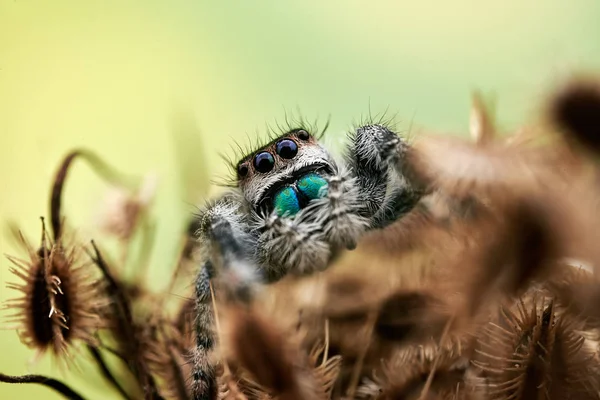 Phidippus Regius Uma Aranha Saltitante — Fotografia de Stock