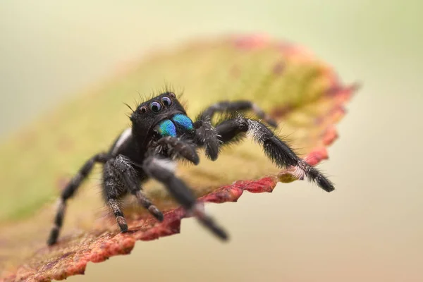 Phidippus Regius一只跳跃的蜘蛛 — 图库照片