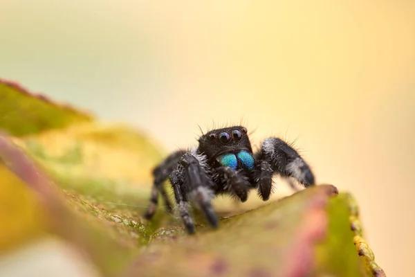 Phidippus Regius Jumping Spider — стоковое фото