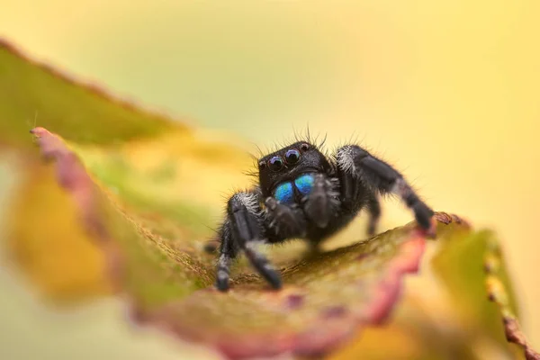 Phidippus Regius Jumping Spider — стоковое фото