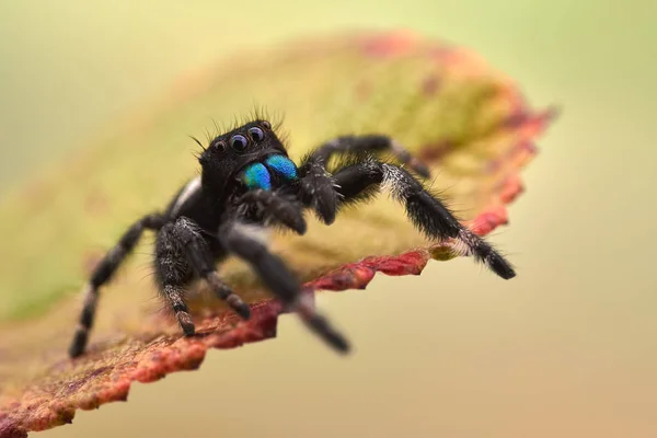 Phidippus Rejimi Zıplayan Bir Örümcek — Stok fotoğraf