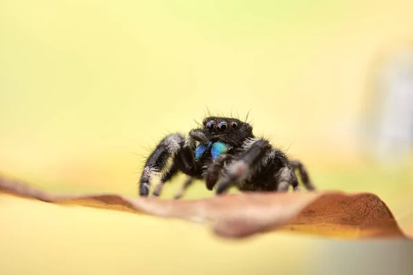 Phidippus Regius Uma Aranha Saltitante — Fotografia de Stock