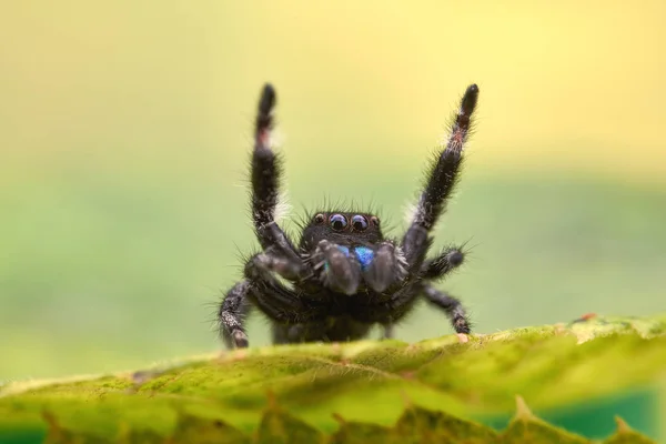 Phidippus Regius Eine Springende Spinne — Stockfoto