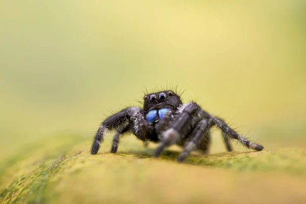 Phidippus Regius Jumping Pająk — Zdjęcie stockowe