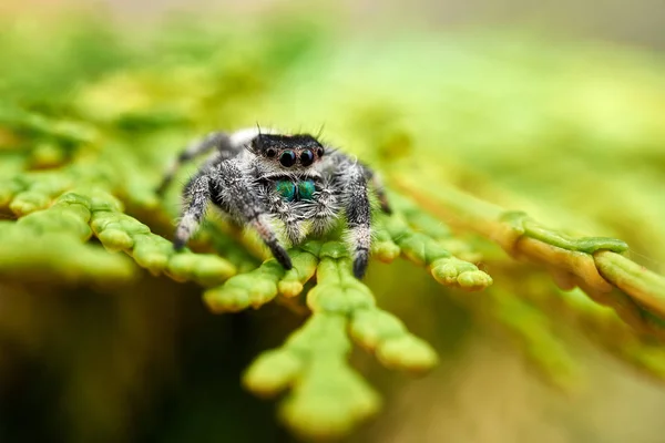Фідіпп Реєструє Стрибаючого Павука — стокове фото
