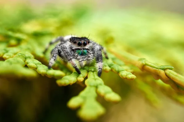 Phidippus Regius Eine Springende Spinne — Stockfoto