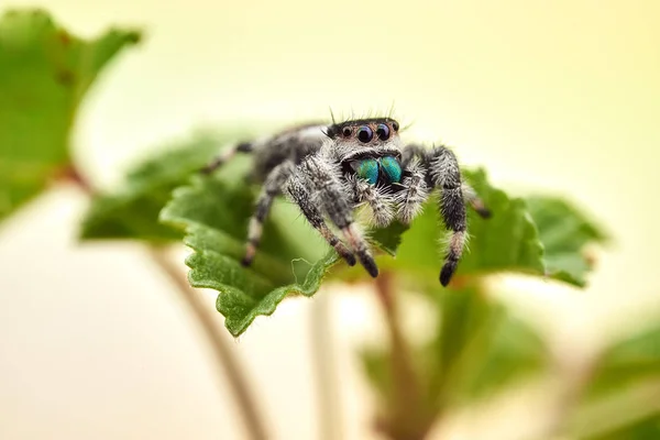 Phidippus Regius Een Springende Spin — Stockfoto