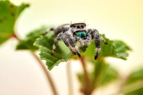 Phidippus Regius Een Springende Spin — Stockfoto