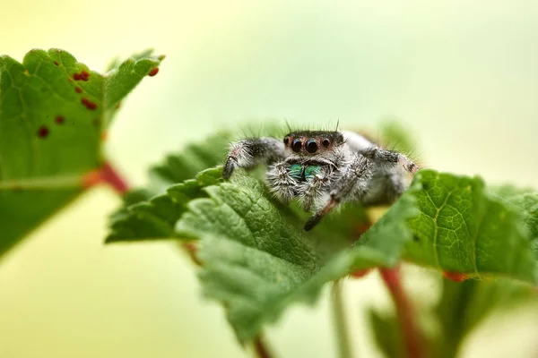 Phidippus Regius Jumping Pająk — Zdjęcie stockowe