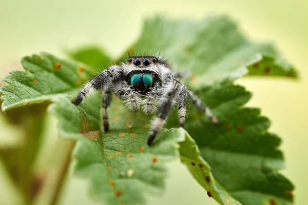 Phidippus Regius Hoppande Spindel — Stockfoto