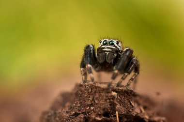 Evarcha arcuata zıplayan bir örümcek 