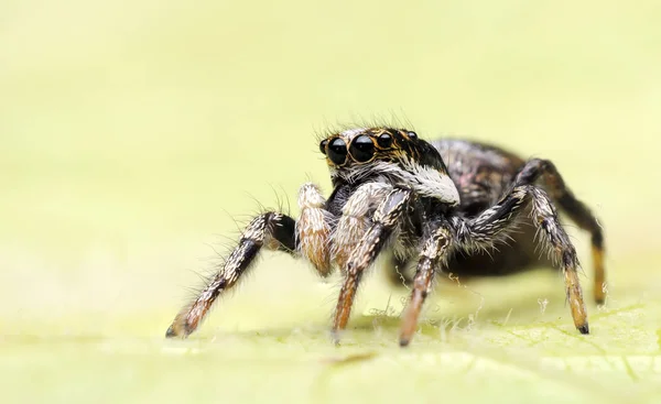 Salticus Scenicus Eine Spinne — Stockfoto