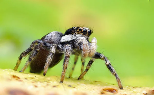 Salticus Scenicus Een Spin — Stockfoto