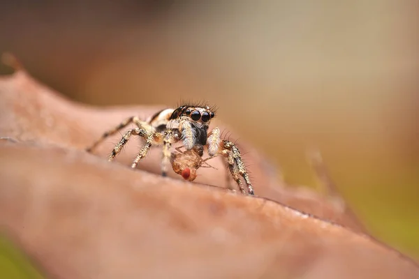 Salticus Scenicus Een Spin — Stockfoto