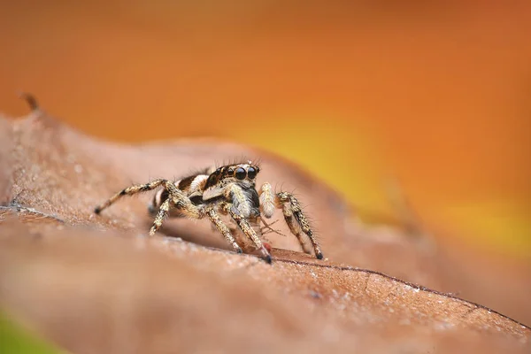 Salticus Senaryosu Bir Örümcek — Stok fotoğraf