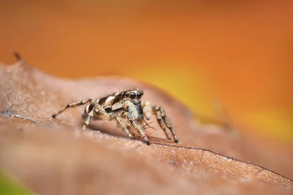 Salticus Scenicus Pająk — Zdjęcie stockowe