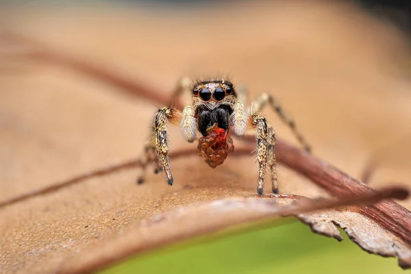 Salticus Scenicus Spindel — Stockfoto