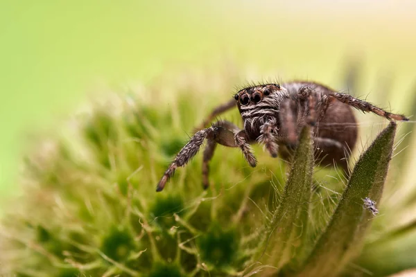 Evarcha Arcuata Una Araña Saltadora — Foto de Stock